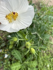 Argemone albiflora