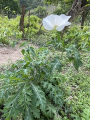 Argemone albiflora