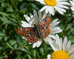 Euphydryas maturna