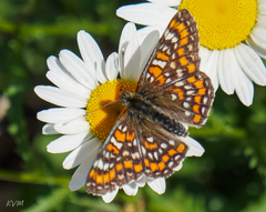 Euphydryas maturna