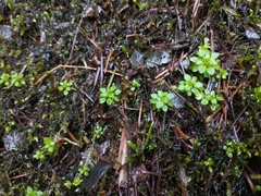Scouleria aquatica