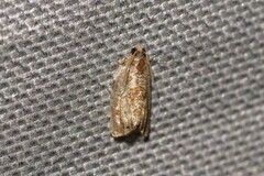 Acroceuthes metaxanthana