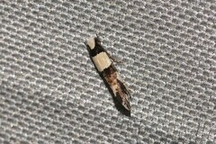 Monopis icterogastra