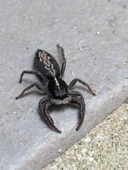 Ocrisiona leucocomis