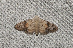 Araeopteron epiphracta