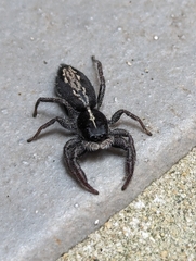 Ocrisiona leucocomis