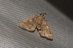 Nacoleia oncophragma
