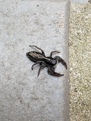 Ocrisiona leucocomis