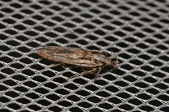 Elachistidae
