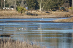 Charadriiformes