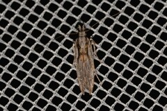 Elachistidae