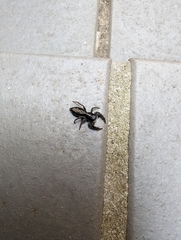 Ocrisiona leucocomis