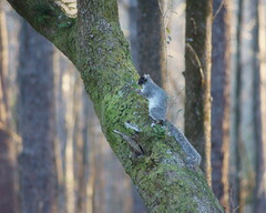 Sciurus niger niger