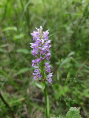 Dactylorhiza majalis baltica