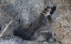 Cryptocentrus sericus