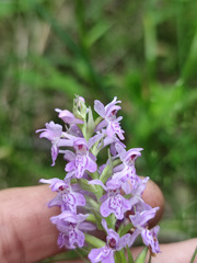 Dactylorhiza majalis baltica