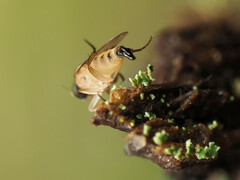 Apocephalus coquilletti