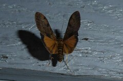 Uresiphita maorialis