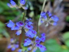 Veronica regina-nivalis