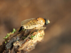 Apocephalus coquilletti