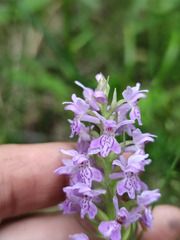 Dactylorhiza majalis baltica