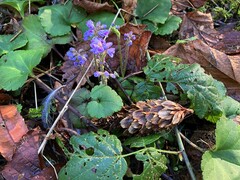 Veronica regina-nivalis