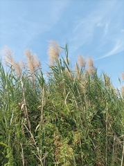 Poaceae