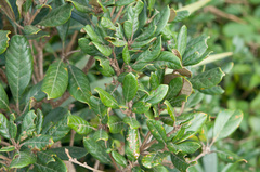Quercus championii