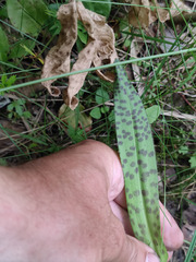 Dactylorhiza majalis baltica