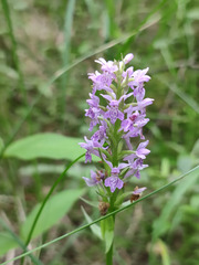 Dactylorhiza majalis baltica