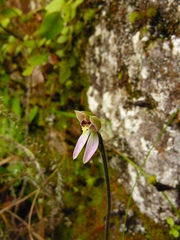 Caladenia variegata