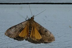 Uresiphita maorialis