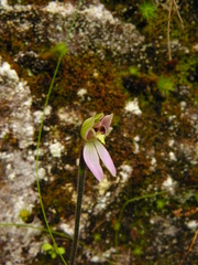 Caladenia variegata