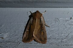 Ichneutica atristriga