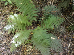 Leptopteris hymenophylloides