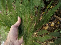 Leptopteris hymenophylloides