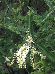 Eysenhardtia polystachya