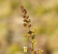Lannea coromandelica
