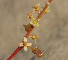 Lannea coromandelica