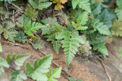 Davallia repens