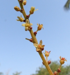 Lannea coromandelica