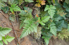 Davallia repens