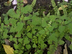 Urtica sykesii
