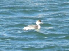 Podiceps auritus cornutus
