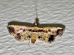 Nacoleia