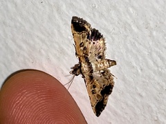 Nacoleia