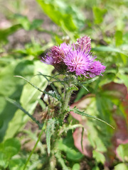Cirsium palustre