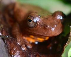 Dendropsophus columbianus