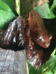 Dendropsophus columbianus