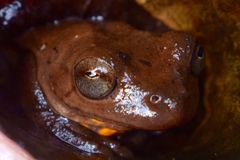 Dendropsophus columbianus